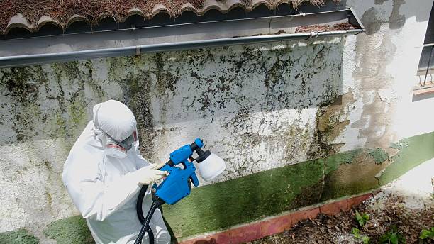 Top rated local Mold Remediation specialists in Salem, IL